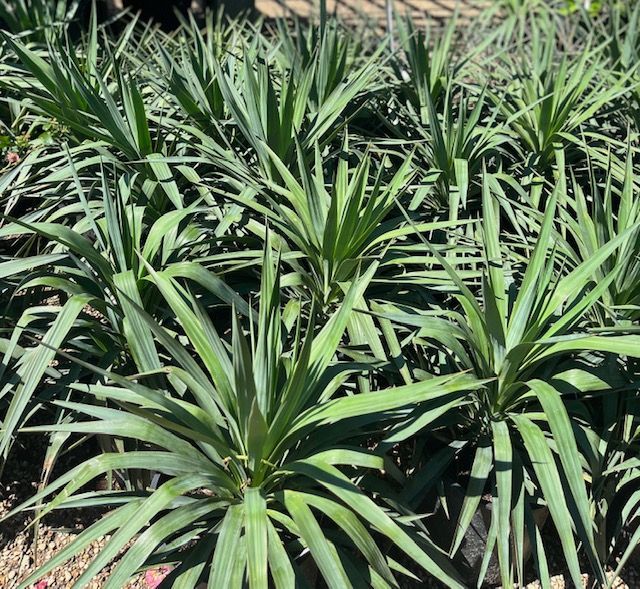 Green Softleaf Yucca 5 gal