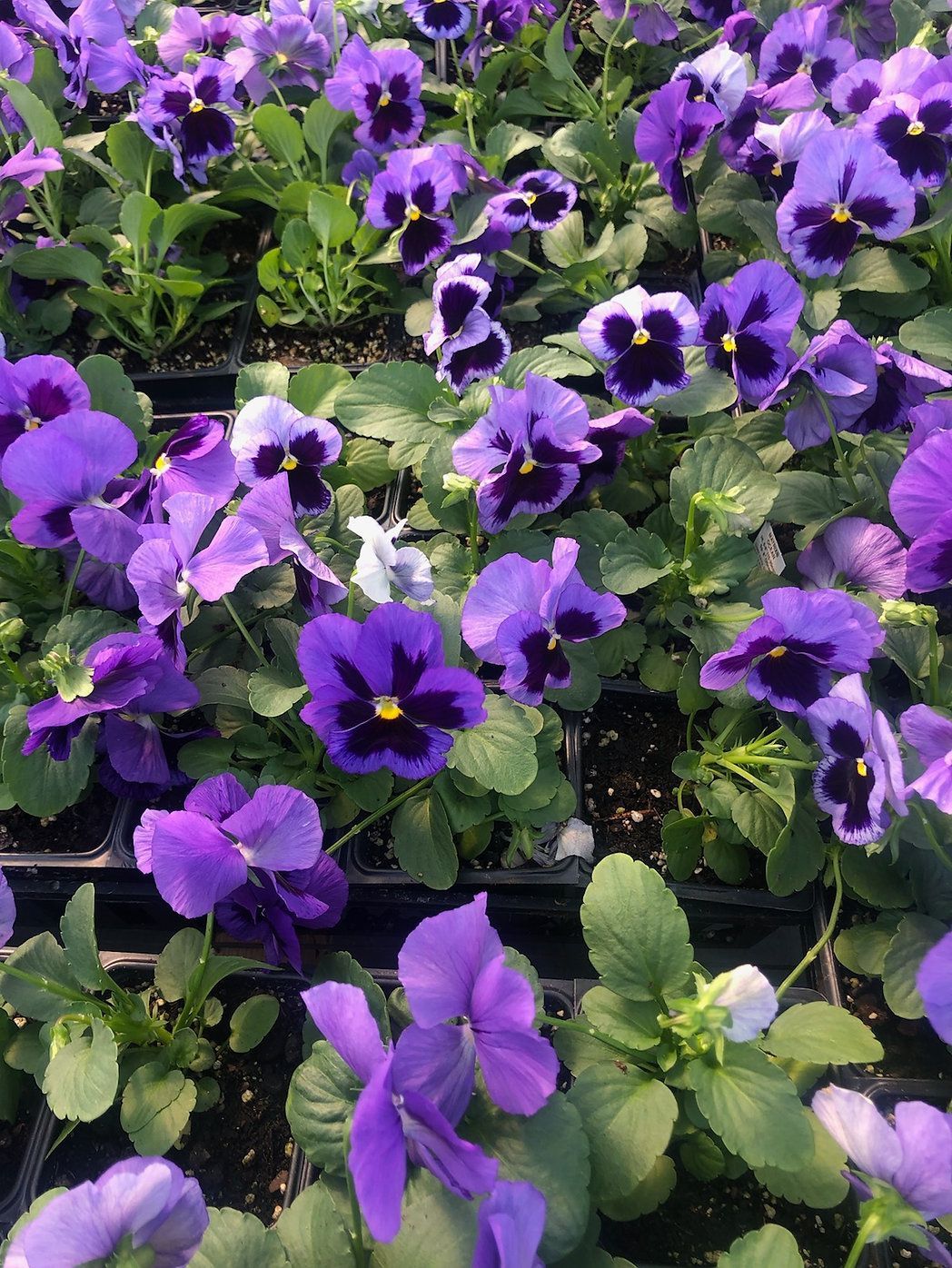 Matrix Ocean Pansy