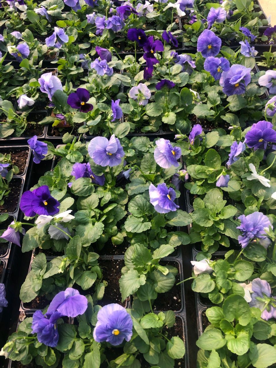 Delta Premium True Blue Pansy