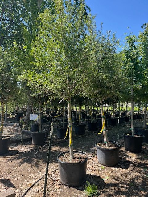 Eagleston Holly Tree 30 gal