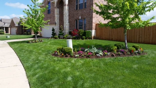 A lush front lawn with a mulched island bed of shrubs and flowers