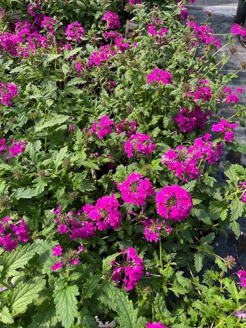 Verbena Hot Pink 18 ct flat