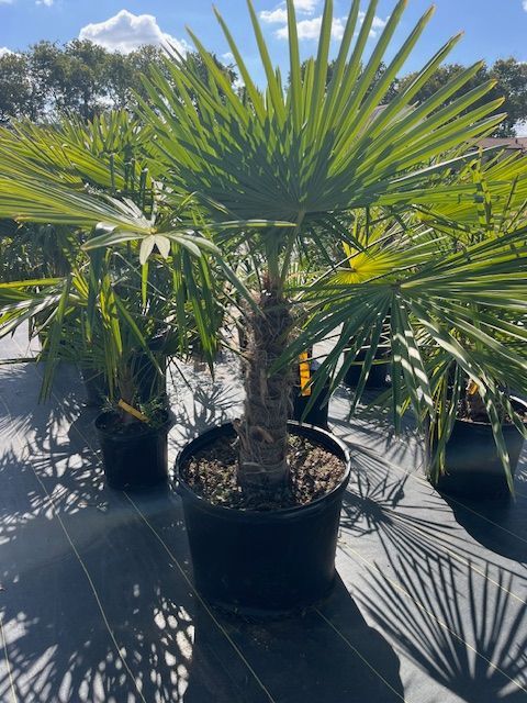 Windmill Palm Tree 15 gal