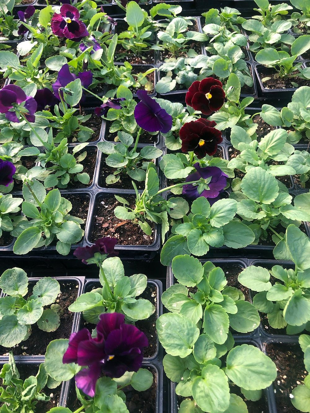 Colossus Purple w/ Blotch Pansy 18 ct flat