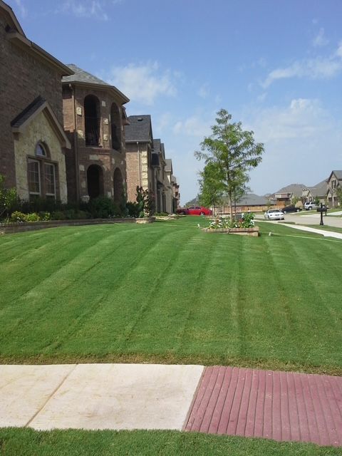 A freshly mowed, striped green lawn in front of brick homes