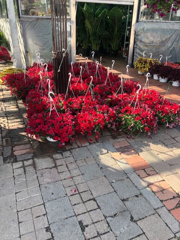Red Supertunias Hanging Baskets