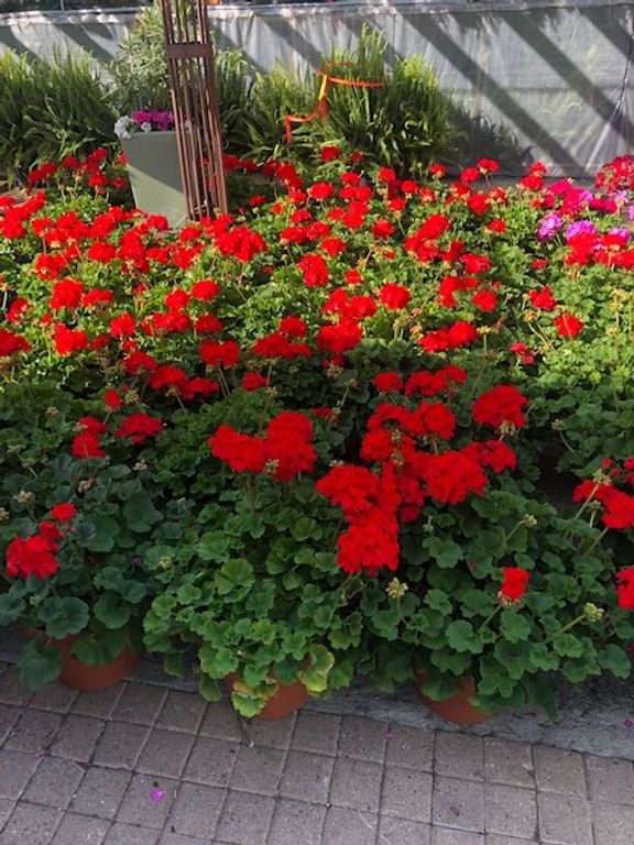 Large Pot Geraniums