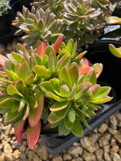 Echevera Succulent 4 in pot