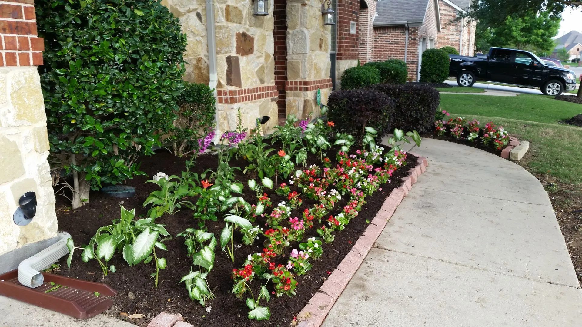 Brick-edged walkway bed planted with begonias, caladiums and shrubs