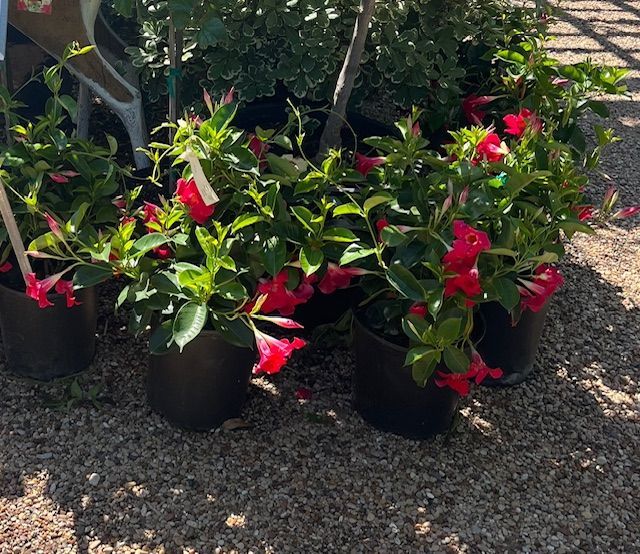 Mandavela Red 2 gal