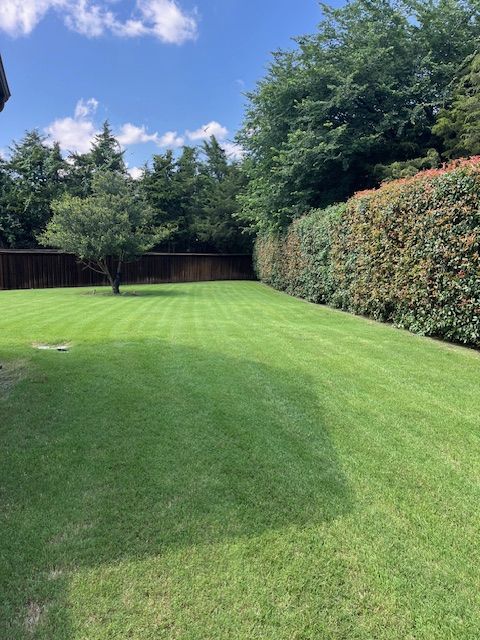 Striped backyard lawn bordered by a tall photinia hedge and fence