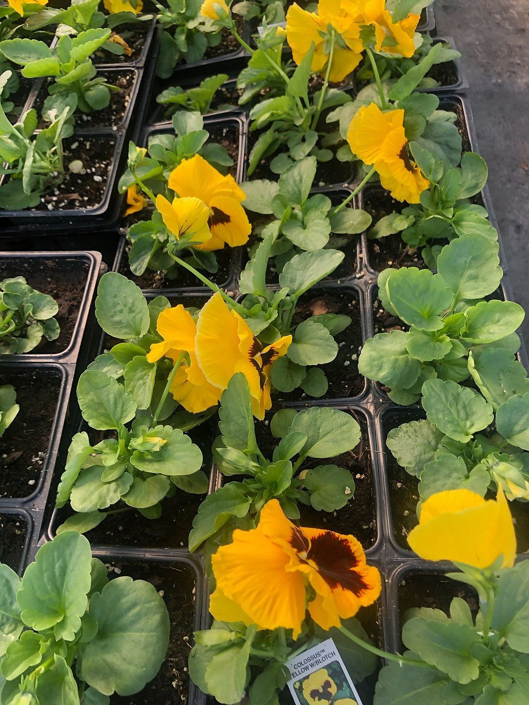 Yellow Crown Pansy w/ Blotch