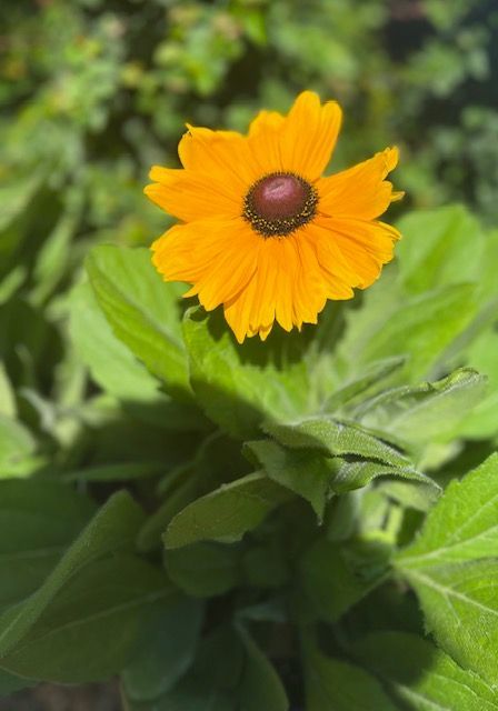 Blackeyed Susan
