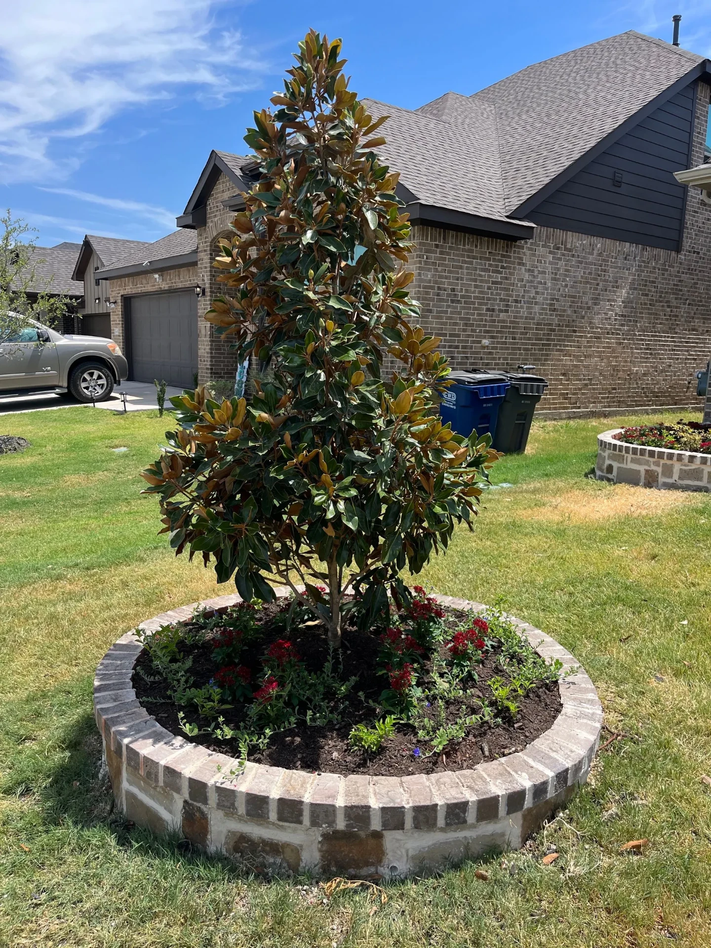 Brick-and-stone tree ring with a young magnolia and red flowers