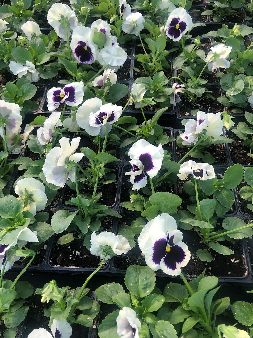 Colossus White w/ Blotch Pansy