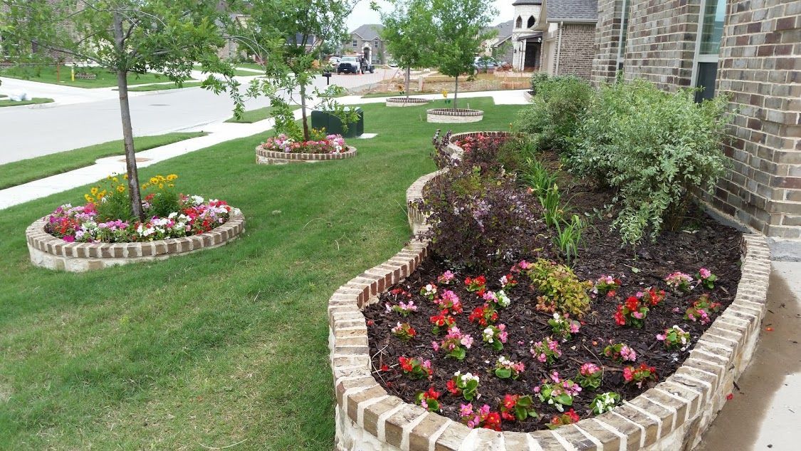 Curved brick raised bed and matching tree rings planted with begonias across a front yard