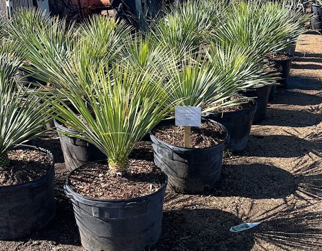 Yucca Rostrada 15 gal