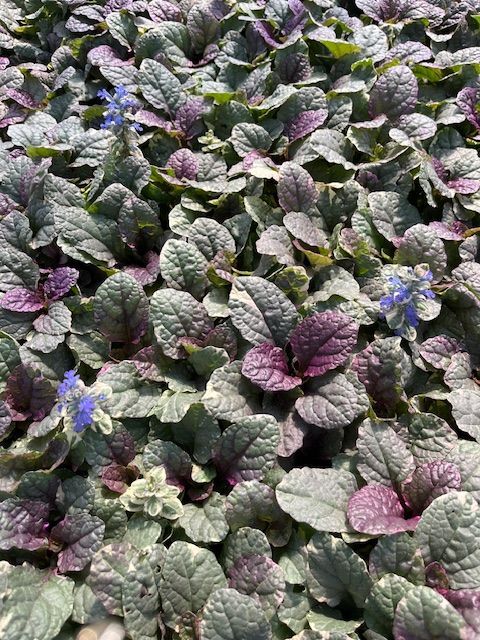 Bugleweed (Ajuga) Burgandy Glow 18 ct flat
