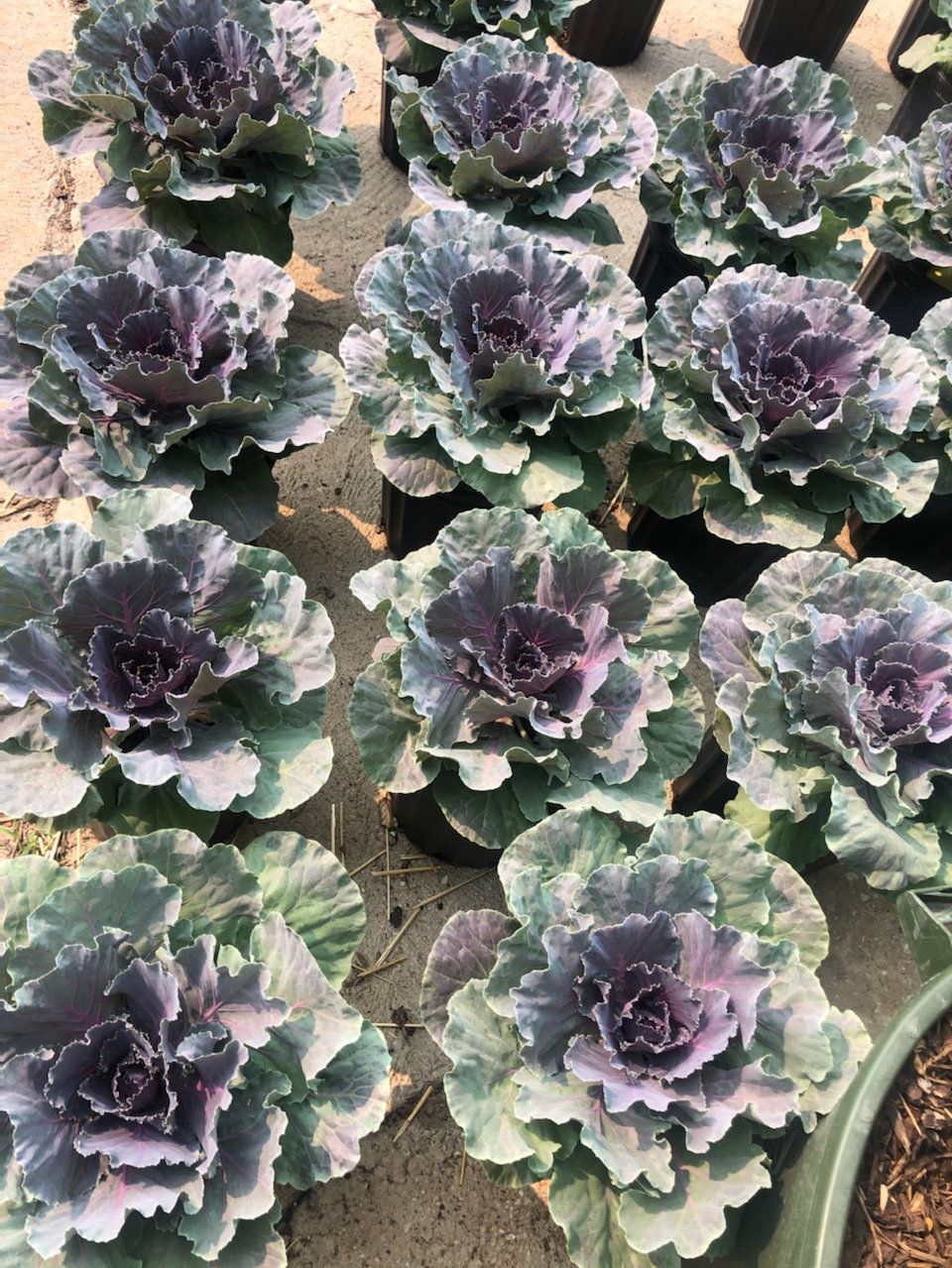 Purple Kale/Cabbage