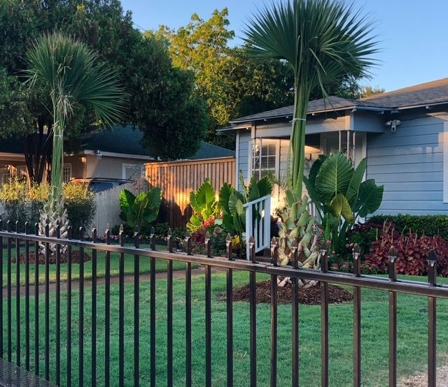 Front yard with palms, elephant ears and colorful foliage behind an iron fence