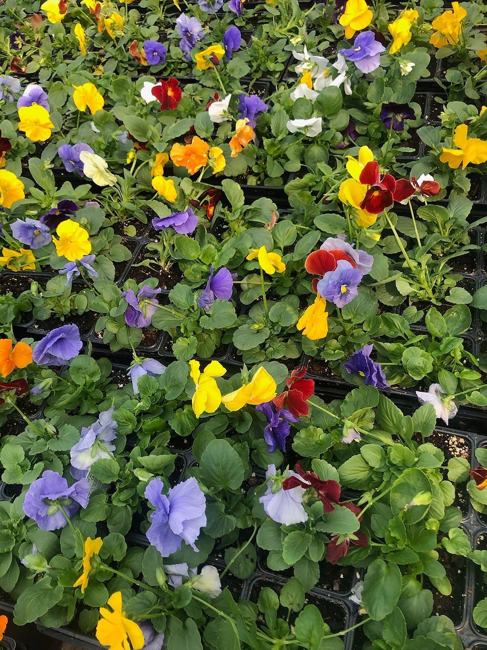 Delta Pure Colors Mix Pansy