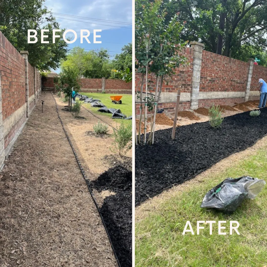 Before and after of a long bed along a brick wall refreshed with black mulch and trees