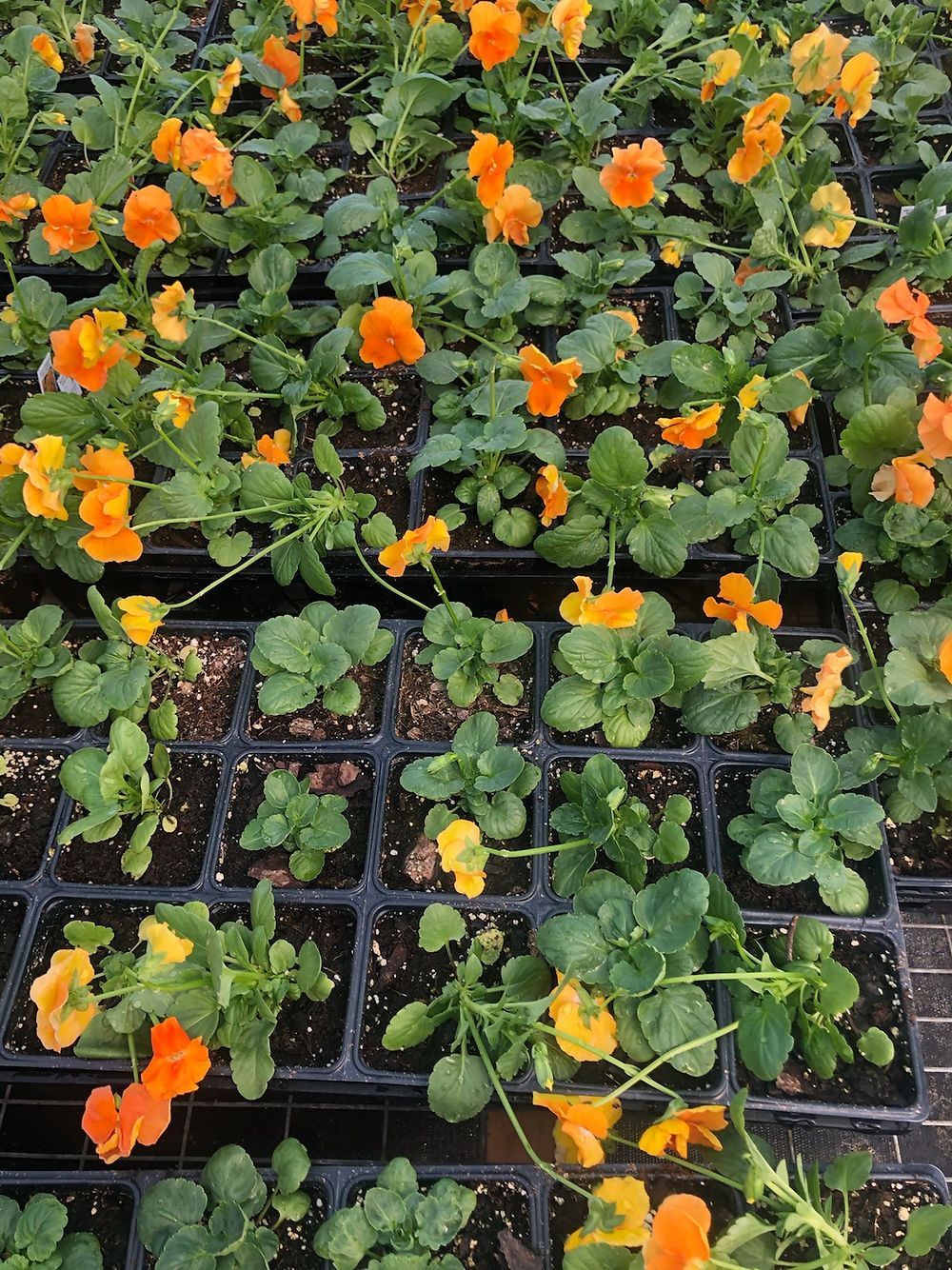 Delta Premium Orange Pansy