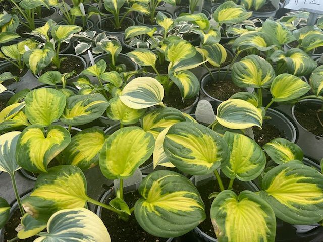 Hostas