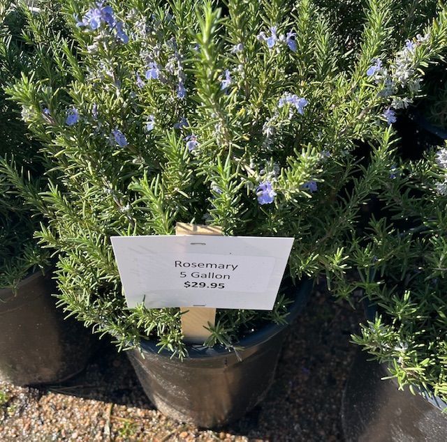Rosemary 5 gal