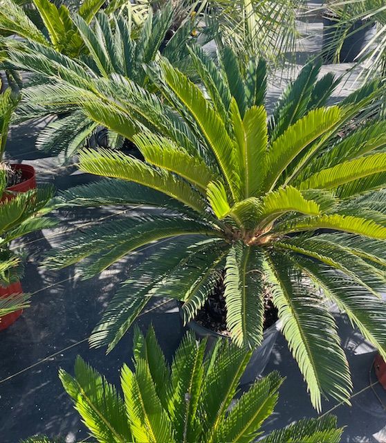 Sago Palm 15 gal