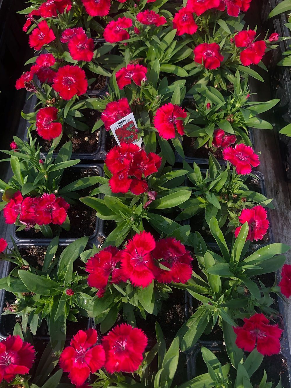 Ideal Select Red Dianthus