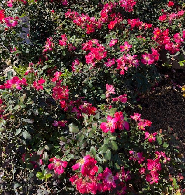 Drift Rose 3 gal