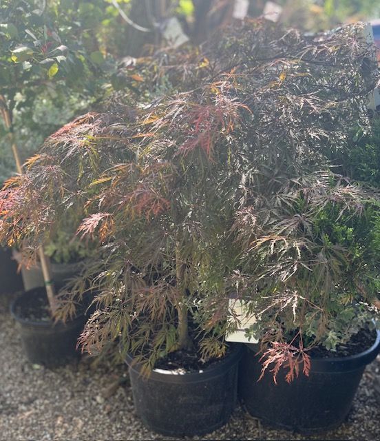 Weeping Red Maple 20 gal
