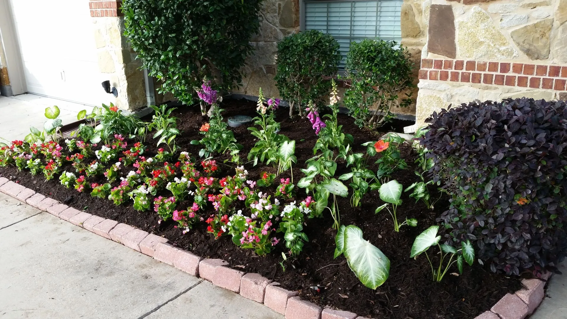 Freshly mulched bed with begonias, caladiums and foxgloves edged in brick