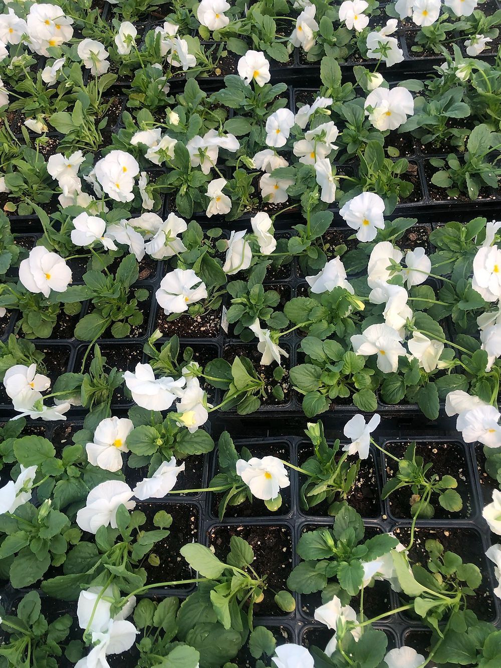 Delta Premium Pure White Pansy