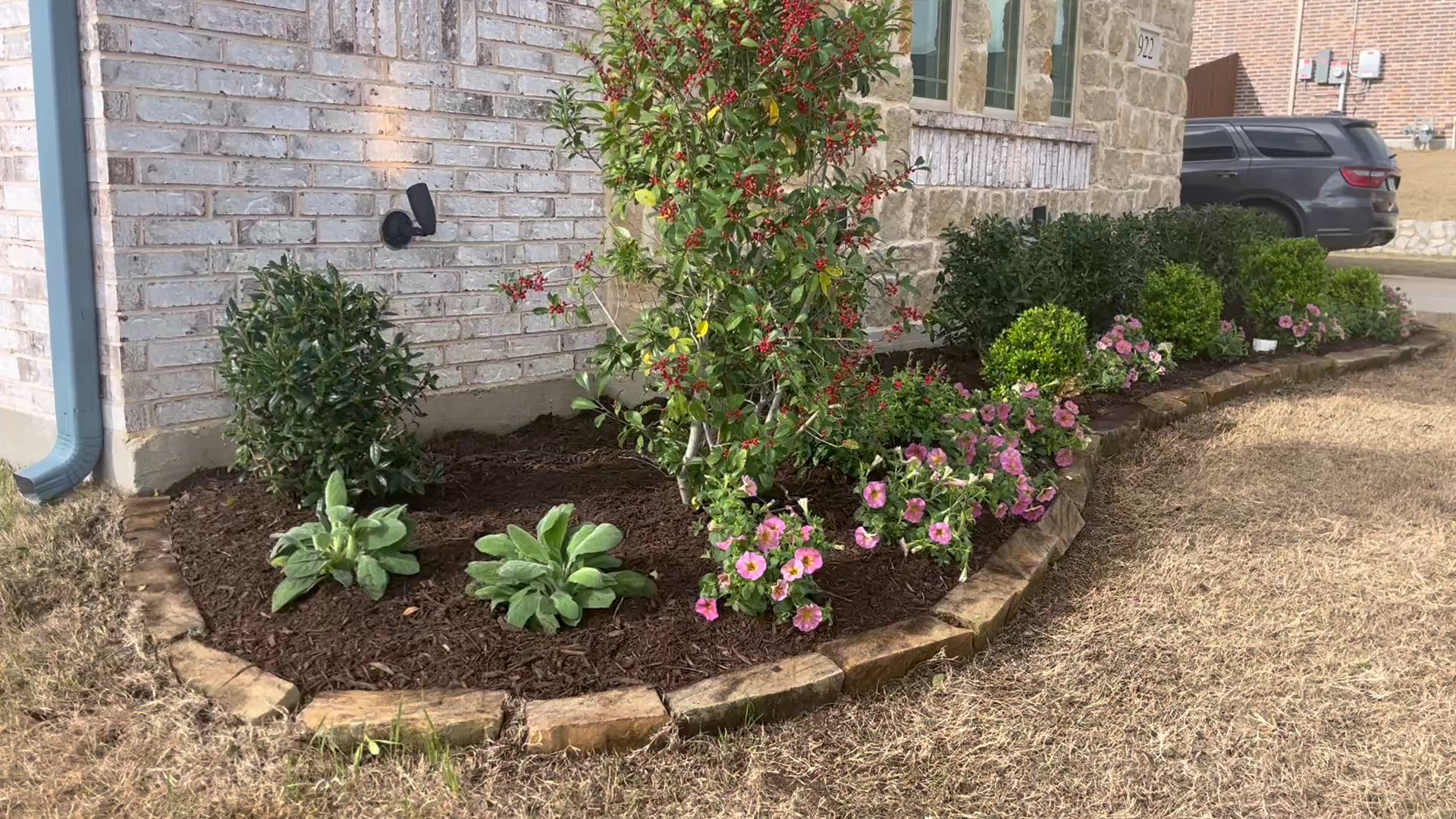 Stone-edged bed with a berry holly, lamb's ear, boxwoods and pink petunias
