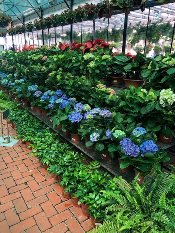 Hydrangea