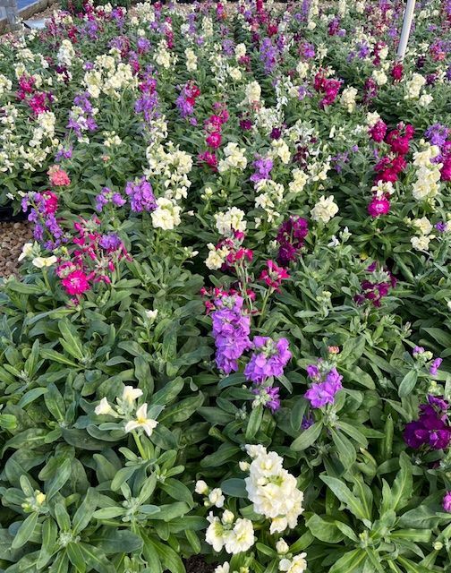 Stock 4 in pots