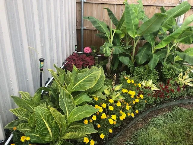 Striped canna lilies, banana plants and yellow marigolds in an edged bed
