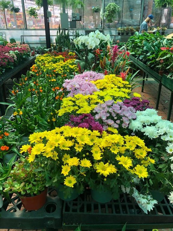 Plant Variety